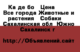 Ка де бо › Цена ­ 25 - Все города Животные и растения » Собаки   . Сахалинская обл.,Южно-Сахалинск г.